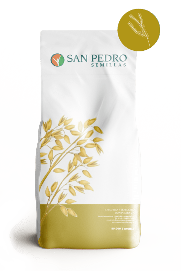 foto-avena-01