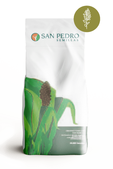 foto-sorgo-2-01