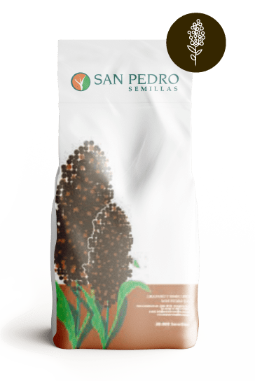 foto-sorgo-3-01